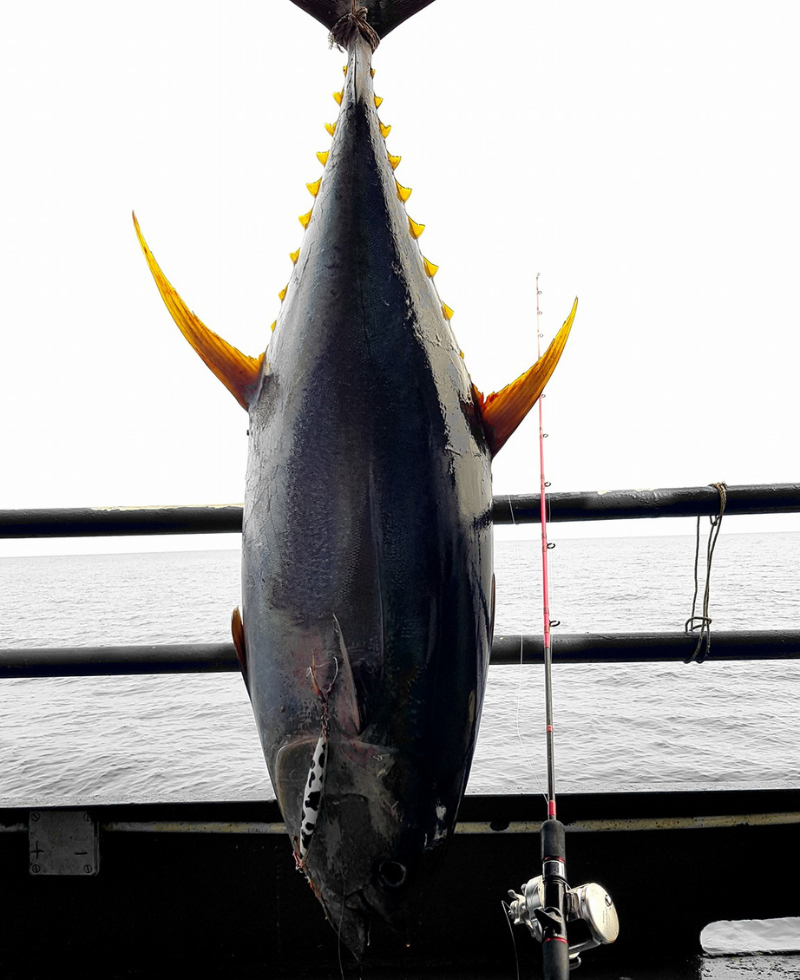 yellowfin tuna ocean blade jig falling slow jigging rod